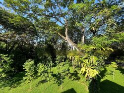 Serangoon Avenue 3 (D19), Terrace #454130841